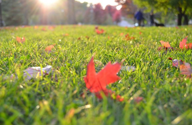 How to take care of your electric mower